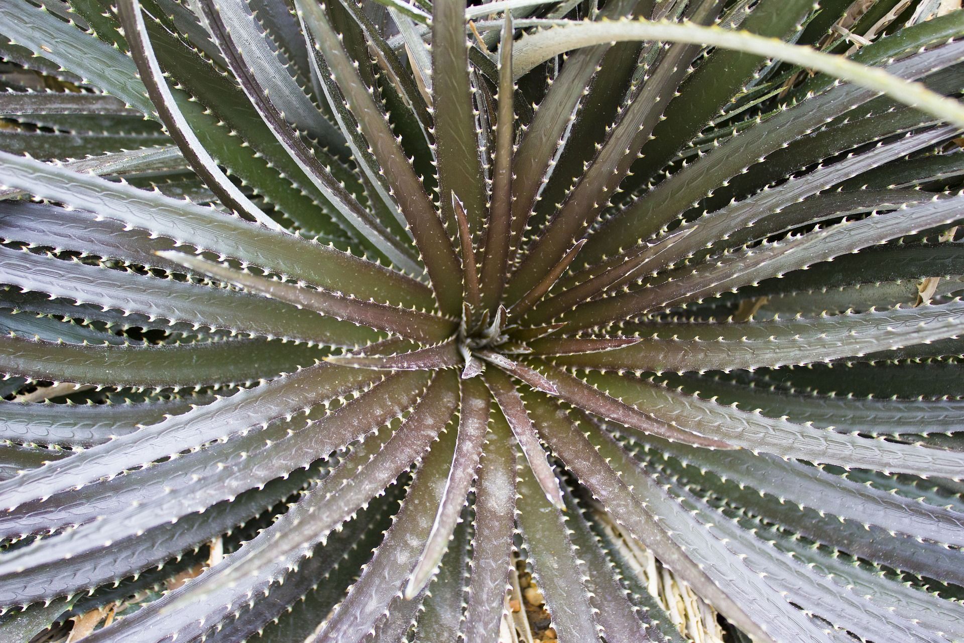 Il Tequila