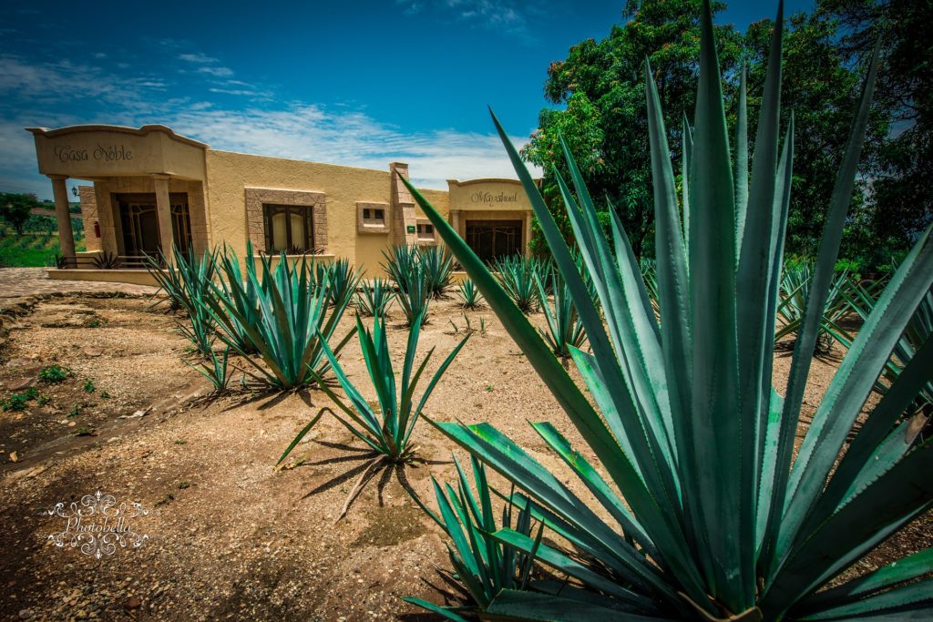 campo di agave