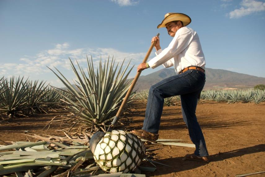 coltivazione di agave per produrre tequila