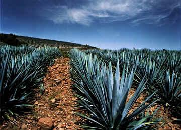 dettaglio di una piantagione di Agave Azul che viene usato per fare il tequila